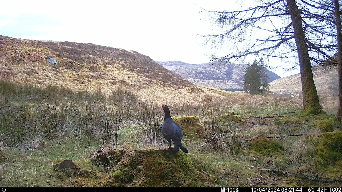 Black Grouse — trail cam shows what is about when you are not there