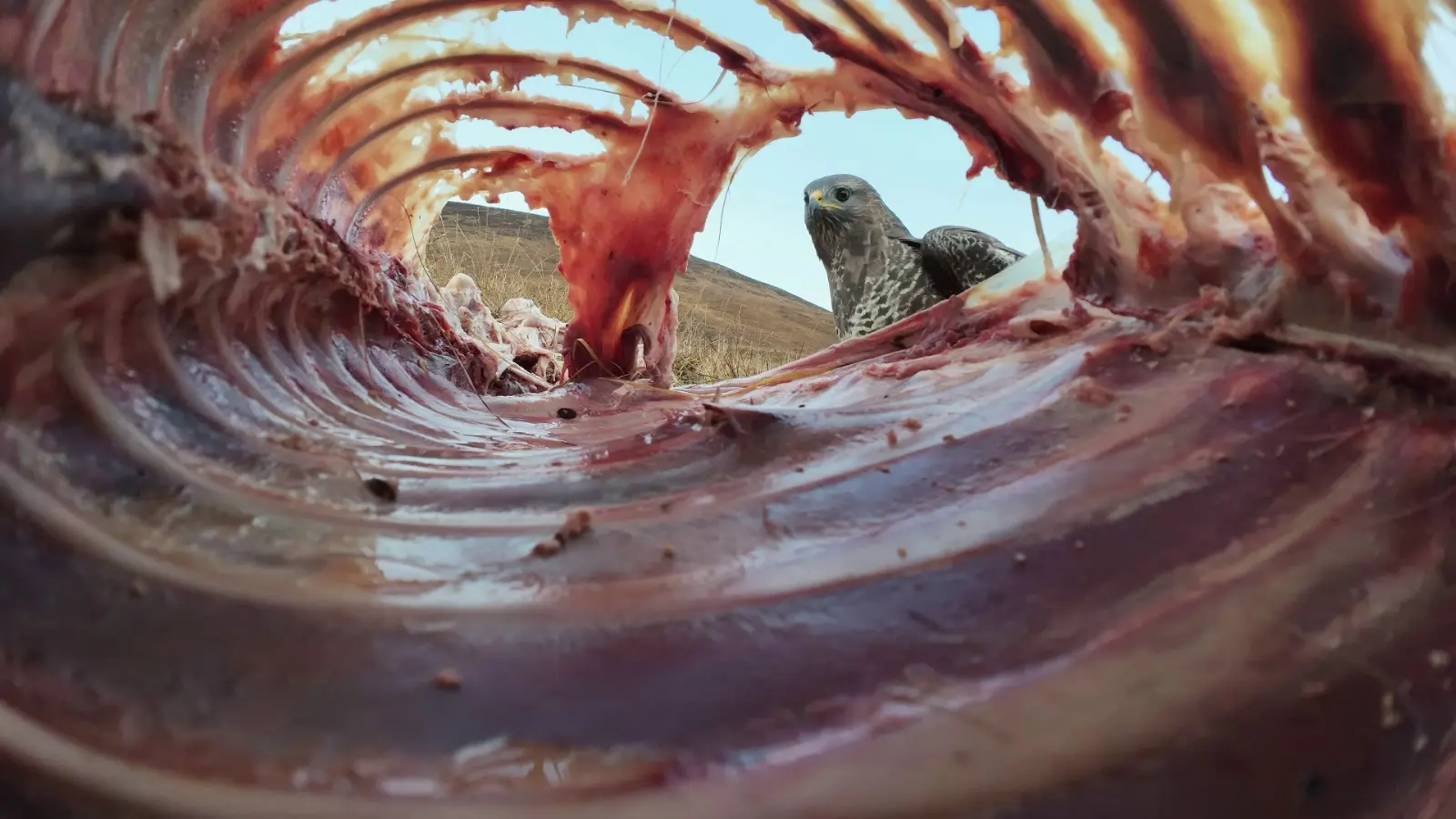 Buzzard on deer carcass — mini camera inserted inside carcass