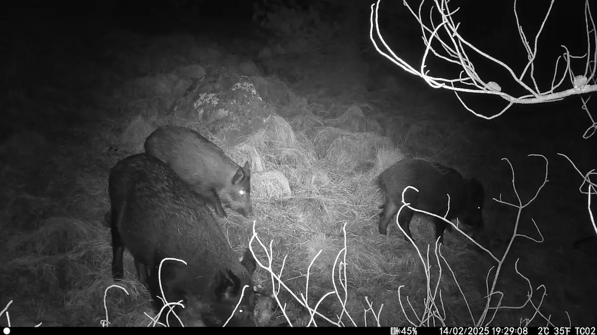 Feral Pigs raiding a gralloch captured on trail cam