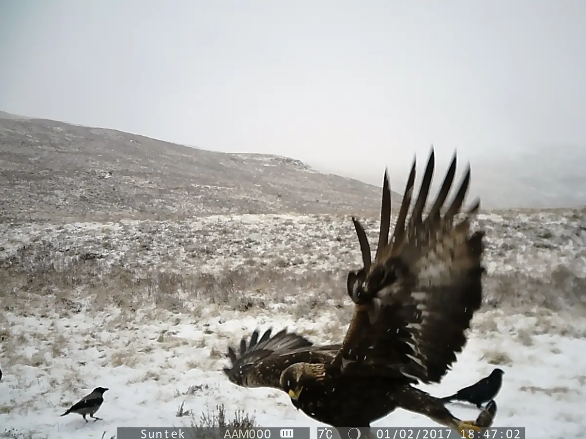 Golden Eagle on deer carcass — Hooded crow on left, Raven on right